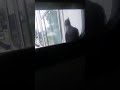 Bird taps on my window