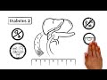 Diabetes explained (explainity® explainer video)