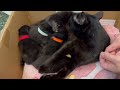 Supernaturally ADORABLE Kittens. Fall in love with this wee black cat family 🥰