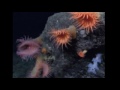 Top 5 Craziest Deep Sea Creatures You Never Knew Existed | Ollie Langdon