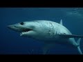 Blue Shark Fatally Attacks Swimmer