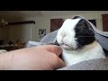 Rabbit learns he is not a human
