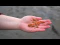 How to Catch Ghost Shrimp (Sand Shrimp) to Use as Fish Bait