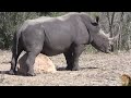 Exclusive: A Day In The Life Of A Kruger Park Rhino Bull