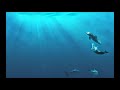 Relaxing Dolphins   Song of the Deep   Kamal
