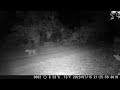 07-24-2023  Trail cam  Coyote and Deer