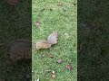 Walnut the Squirrel 🐿️ and his crew stop by.