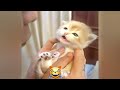 Try Not To Laugh Cats And Dogs Videos😹🐶New Funny Animals Video 2024