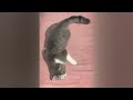 CLASSIC Dog and Cat Videos😜1 HOURS of FUNNY Clips😹🐕