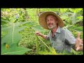 Papaya Circles - John Kaisner The Natural Farmer