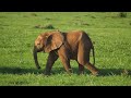 Baby Animals 4k - Ambient Relaxing Music for Stress Relief (4k UHD)