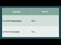Curso Completo de Francés - Lección 10: Plural de los adjetivos y sustantivos
