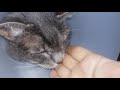 Cute cat licking hand (a bit like ASMR / white noise)