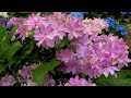 【4K Hydrangeas 】The New Varieties of Hydrangeas and Scenes.新品種のアジサイたちと、アジサイの景色 #hydrangea