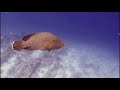 Diving at Sharm El Sheikh with CIRCLE DIVERS - June 2019 - (02)
