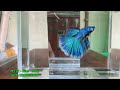 Đợt cá betta halfmoon 23/7 đuôi chuẩn 180 độ |Đồng lúa 100K | Thiện Betta House