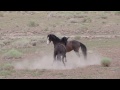 Mustang Stallion defending his mares and foals from bachelors