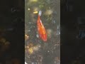 Cute Animals Relaxing~ //Satisfying Music and animals// Koi Fish, Birds And Goats~