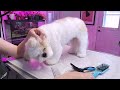 Paws Claws and GROOMING Laws (Morkie Edition)