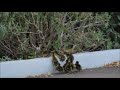 2022 04 29 Cutest duck video ever