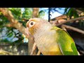 Conure Bird Sounds for Lonely bird to make happy