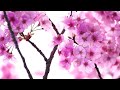 Calming music for nerves 🌸 Healing music for the heart and blood vessels, relaxation