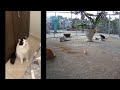 🐈🙀 Funniest Cats and Dogs 🐶😹 Funny And Cute Animal Videos 2024 #12