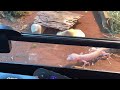 A blizzard leopard gecko (#reptile #subscribe #pets)