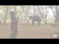Elephants & Tuskers at Kelaniya Duruthu Maha Perahara Festival