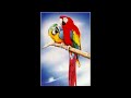 MACAW SOUND EFFECTS