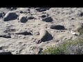Weaned Elephant Seal Pups in a Posse