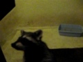 Raccoon video 353.AVI