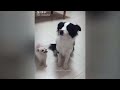 CLASSIC Dog and Cat Videos 🐱🐤😸 1 HOURS of FUNNY Clips 😹