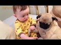 Adorable Pug Puppies Love Babies Compilation  - A Cute Puppy and Baby Videos 2017