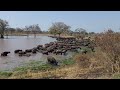 Massive Buffalo herd in Kruger Park.