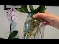 ПЕРЕСАДКА ОРХИДЕИ СРАЗУ ПОСЛЕ ПОКУПКИ.. В ПУСТУЮ БАНКУ..HOW TO REPOT AN ORCHID