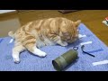 Cat Grenade Fail