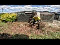 Homeowner was AMAZED with this Transformation | ALMIGHTY Bush Removal (1322 lbs)