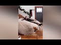 When a silly Cat becomes your best friend ❤️😹 Funniest Animals 2024 🐕