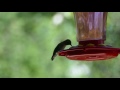 Hummingbird feeding at Dads House