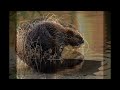 A Beaver's Ode to Violence