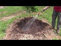 How and when to fertilizing fruit trees