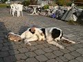 Landseer coping with litter of Havanese puppies