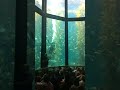 Monterey bay aquarium community tank