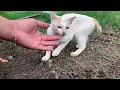 BEST Funny Video Kitten 2024|| Original Action Video