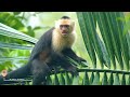 Fying Over Costa Rica 4K Ultra HD - Relaxing Music & Amazing Beautiful Nature Scenery For Stress