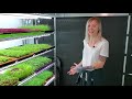 How to Grow Microgreens | Red Acre Cabbage Microgreens | Full Tutorial | Soilless | Hydroponics