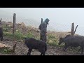 This is Mountain Village Life । Heavy Rain Fall  At Upper Dolpa Nepal| Hardly Work Yak firm।Ep-292