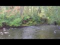 Oregon Nature Sounds - Humbug Creek