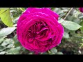 Falstaff rose April 2024